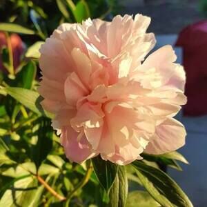 Meet your Posher, Mary